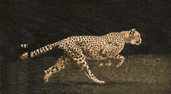 cheetah running