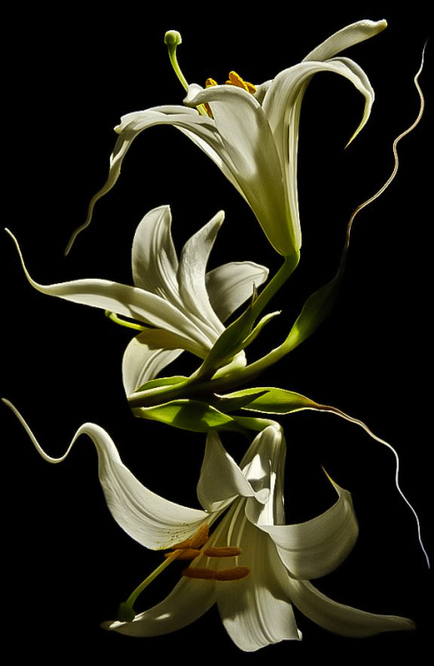 lilies 143