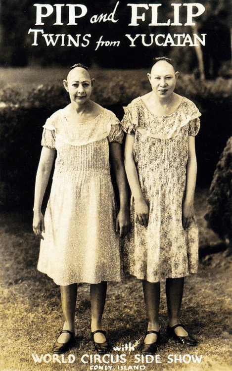 freaks pip n flip 500