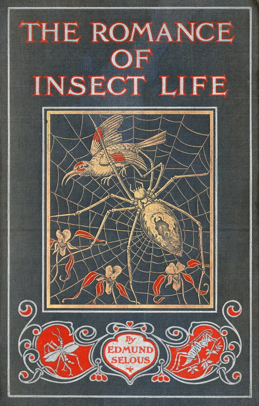 insect life romance