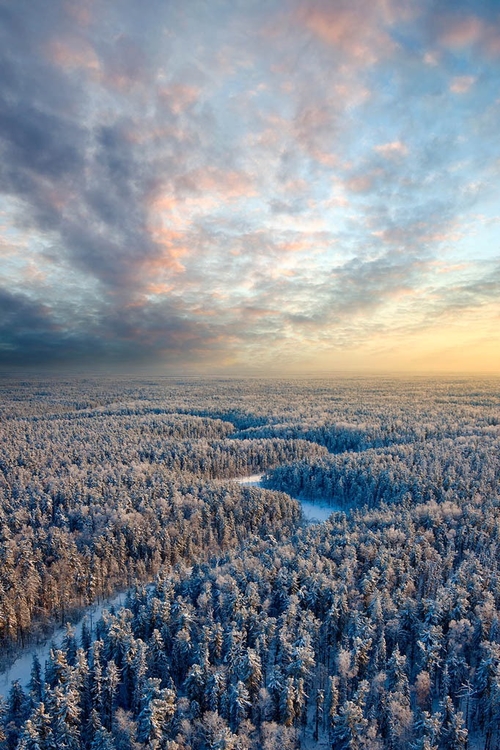 Top view of winter forest