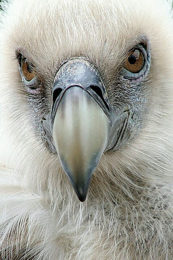 bird eagle face