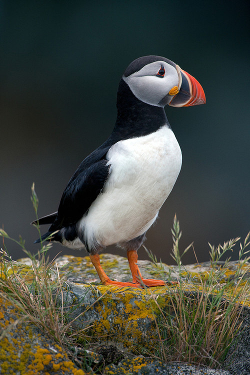 bird puffin
