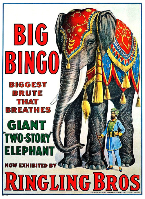 circus elephant