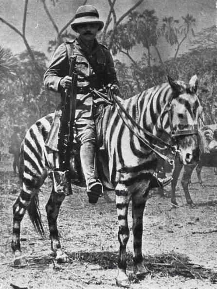 Pony camouflaged as zebra, East Africa 1915