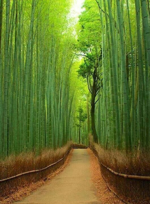 bamboo forest japan