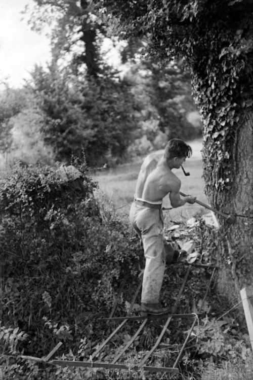 Felling trees at Rag, Galhampton, Somerset, c. 1940