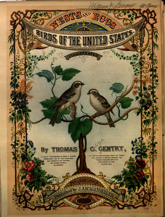 birds nests eggs USA