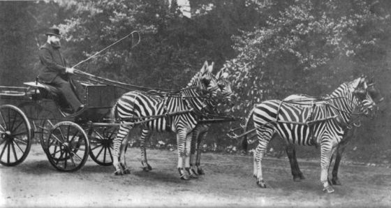 zebra carriage 4