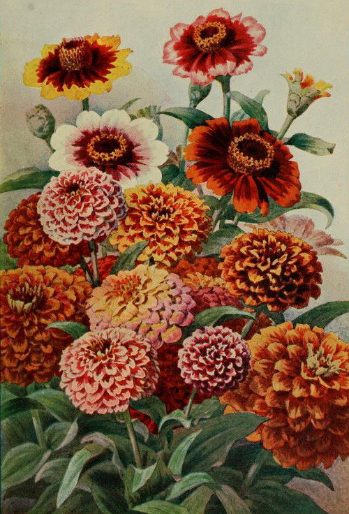zinnia 80