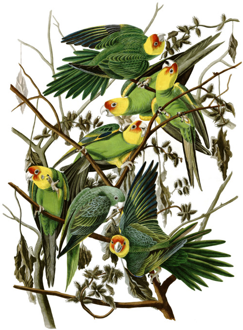 bird parrots 4