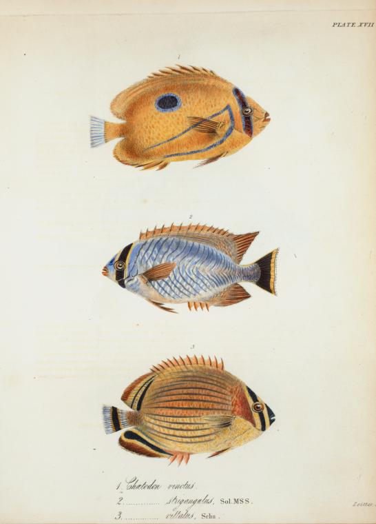Fish | MATTHEW'S ISLAND