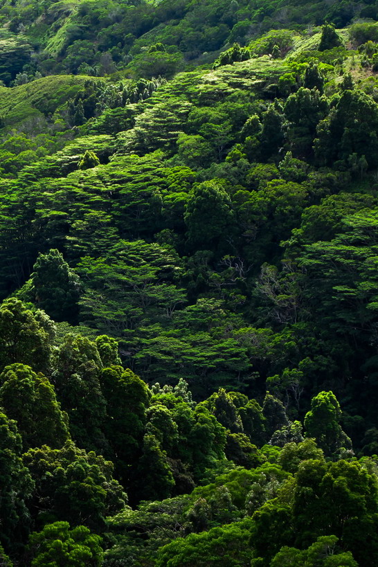 green 8