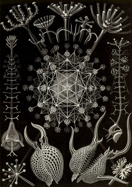 haeckel 540