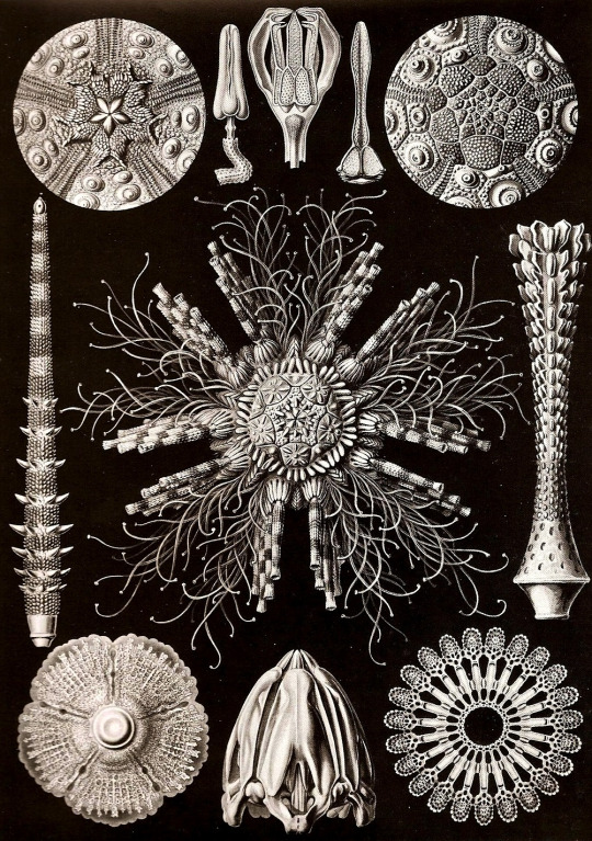 haeckel 542