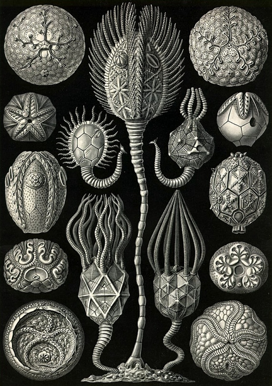 haeckel 543