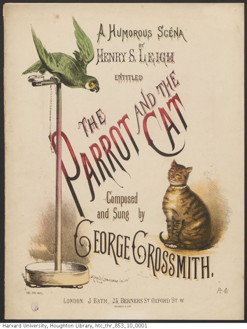 parrot and the cat