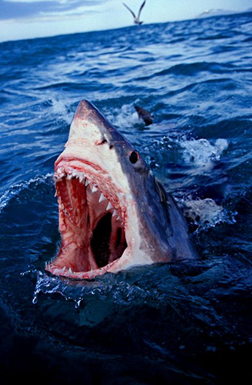 Great White Shark threatening South Africa