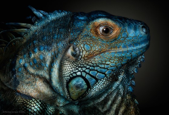 lizard-pedro-jarque-krebs
