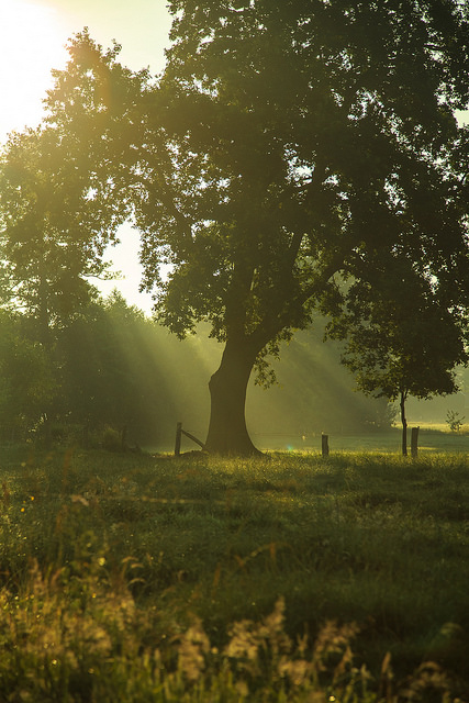 morning-magic-by-michael-angelo-77