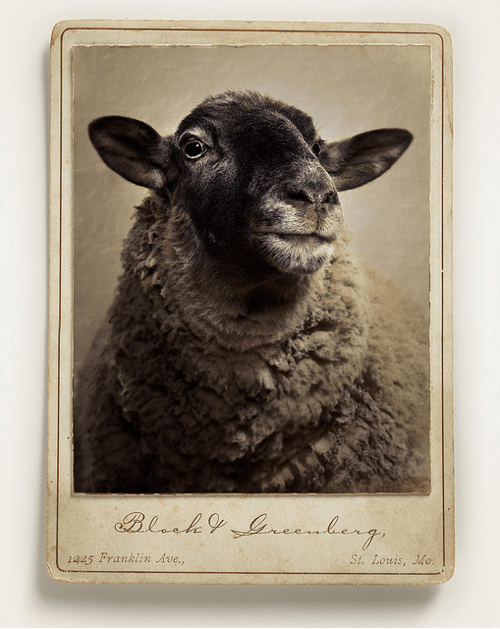 sheep-portrait