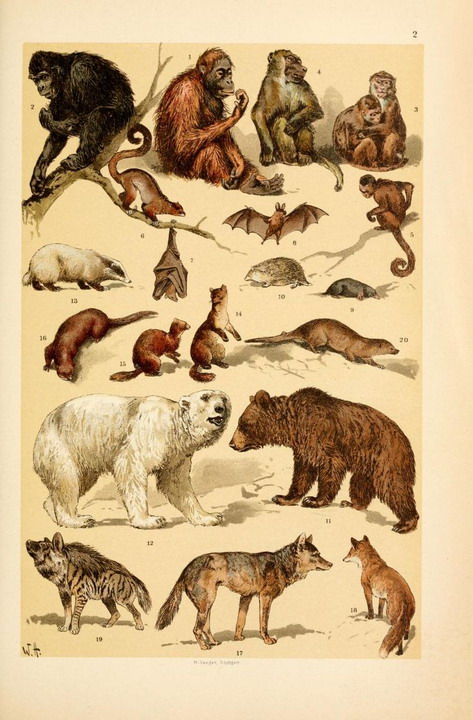 Wild critters | MATTHEW'S ISLAND