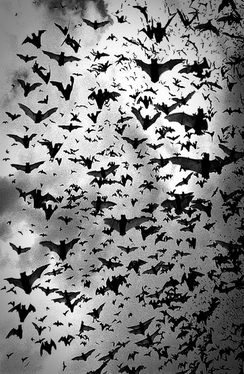bats-234