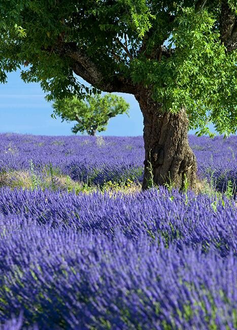 lavender-landscape-5