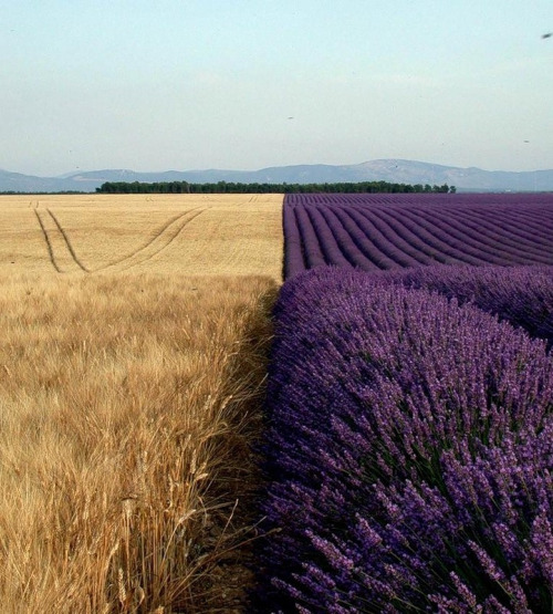 lavender-landscape-6
