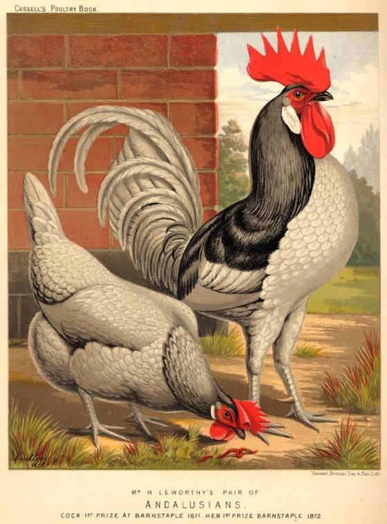 rooster-andalusia