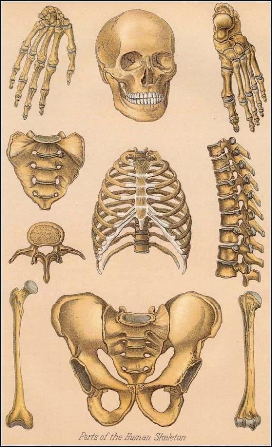 skeleton-parts