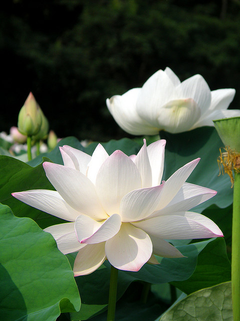 water-lily-870