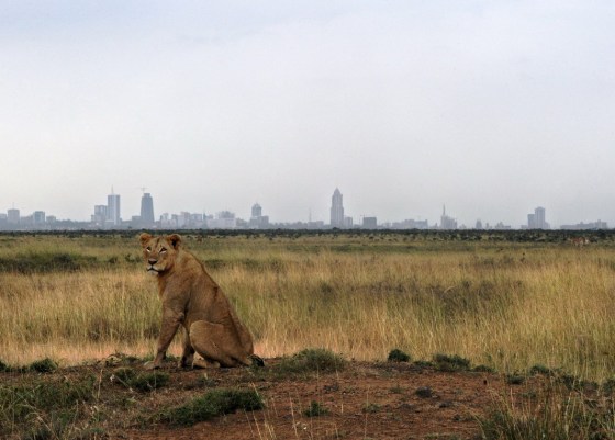 a-young-lion-sits-with-nairobis-skyline-in-the-background-at-nairobi-national-park-in-2015-tony-karumba