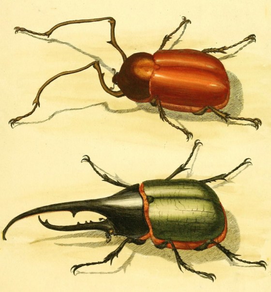 beetle-81282