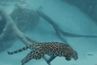 jaguar-swimming