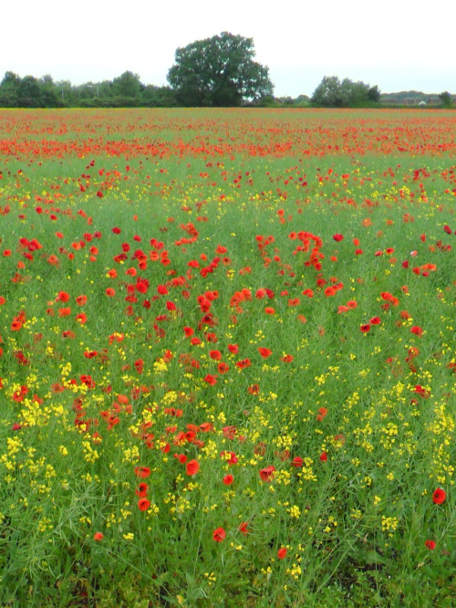 poppies-2