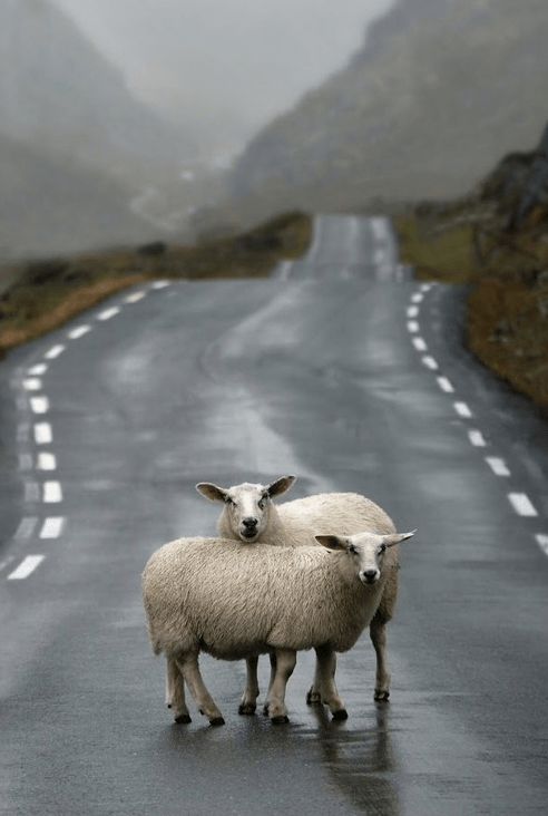 sheep-crossing