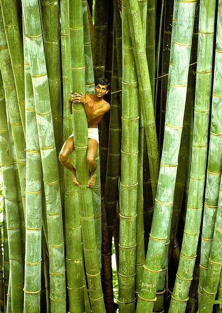 sri-lanka-bamboo