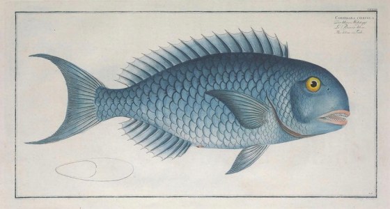 fish-blue