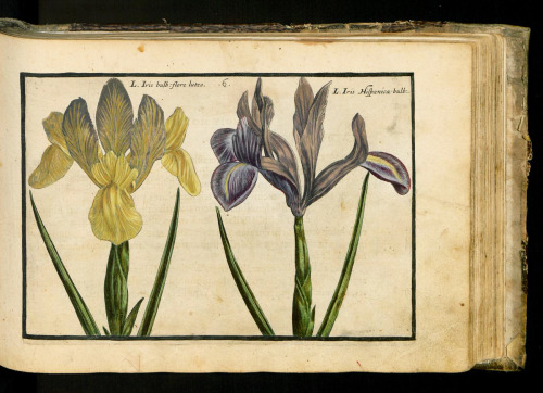 flower-germany-1614-505