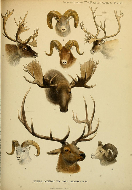 mammals-north-america
