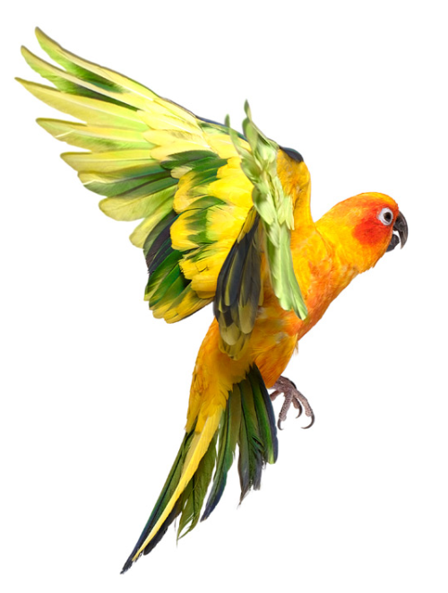 parrot-251