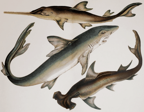 sharks-and-sawfish