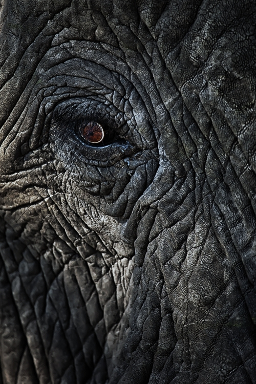 elephant-eye