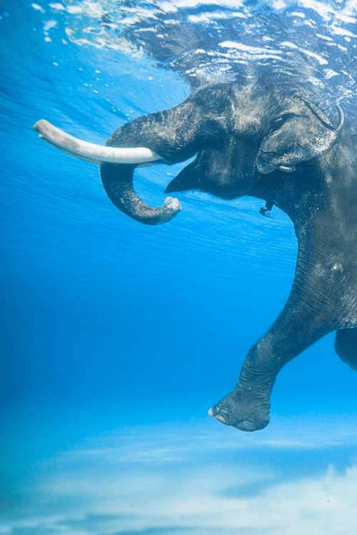 elephant-swimming-4