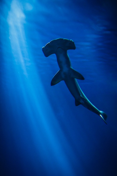 hammerhead