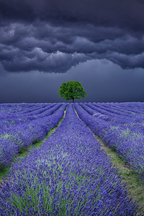 lavender-459