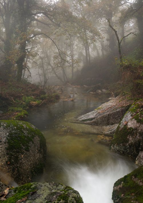 misty-stream-234
