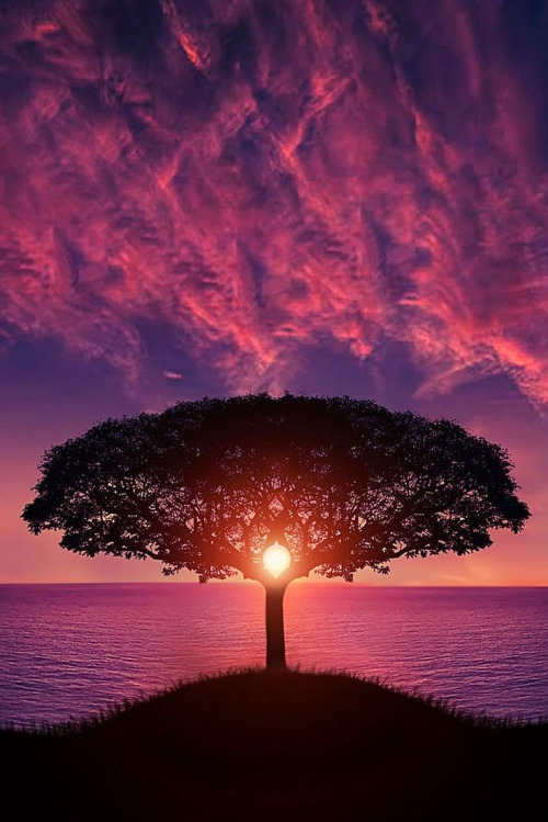 tree-500
