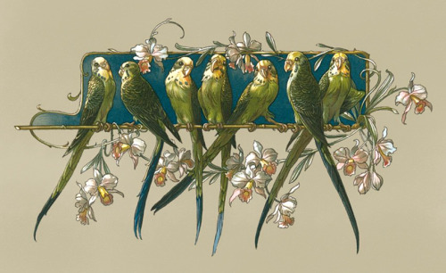 budgies